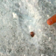 Illustration for article titled Is the Incredible Spinning Bullet on Ice Real?